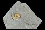 Fossil Ammonite (Promicroceras) - Lyme Regis #110700-1